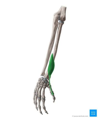 <p>What is the muscle highlighted in green</p>