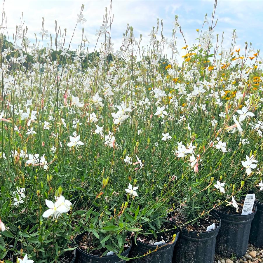 <p>Onagraceae</p><p>upright shrub</p><p>“sub shrub”</p><p>aphid attractant</p><p>very few linear leaves</p><p>pink flowers</p><p>red stems</p>