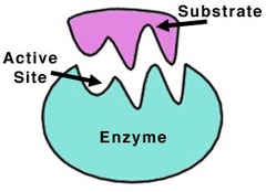 <p>A biological catalyst (speeds up chemical reactions without being used up or changed)</p>