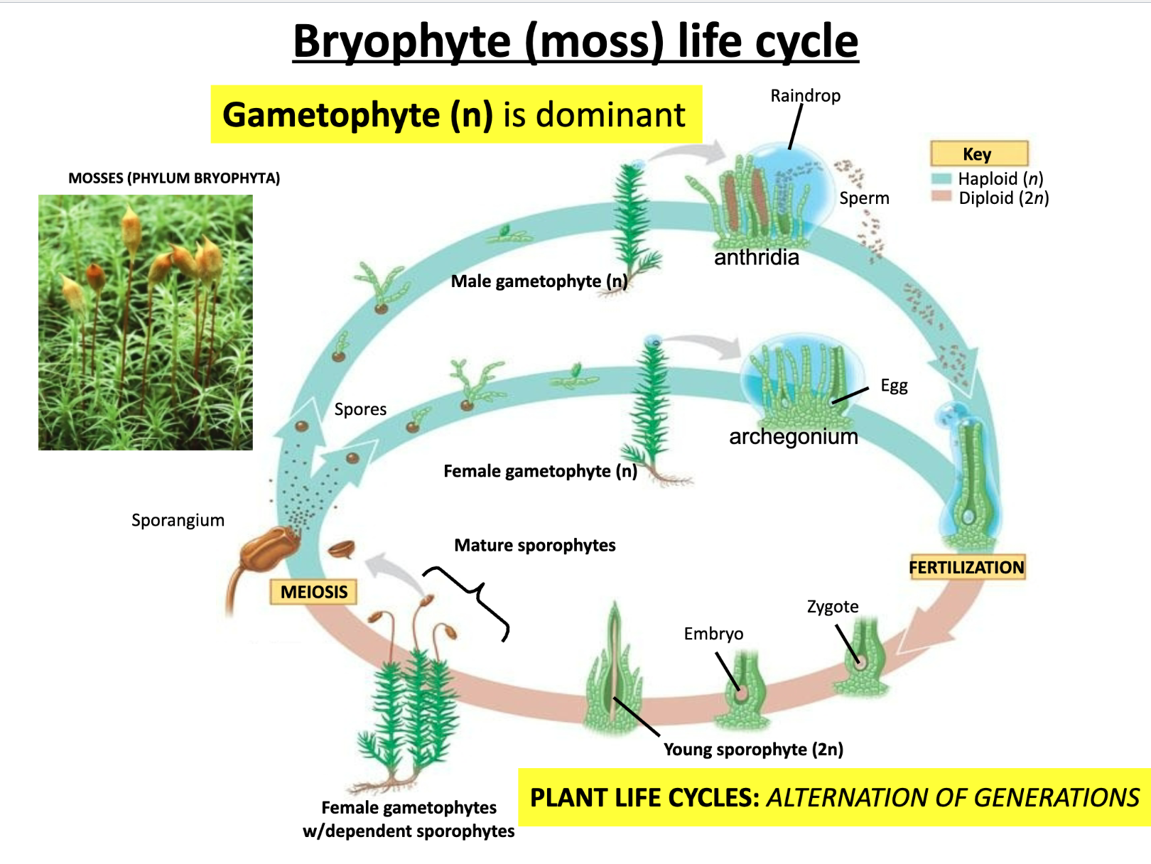 <p>1. Mature sporophytes undergo MEIOSIS --> spores</p><p>2. Spores released + germinate --> male and female gametophytes</p><p>3. Male --> antheridia; Female --> archegonium (MITOSIS)</p><p>4. Sperm + egg fertilization --> zygote --> embryo --> young sporophyte</p><p>Gametophyte dominant</p>