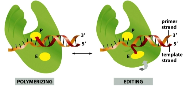 <p>= enzym heeft twee verschillende actieve locaties (sites): de <span><strong>P-site</strong></span> (Polymerizing) en de <span><strong>E-site</strong></span> (Editing/Exonuclease).</p><ul><li><p><span><strong>Links (Polymerizing):</strong></span> Onder normale omstandigheden bouwt het enzym de nieuwe DNA-streng op in de <span><strong>P-site</strong></span>. Het glijdt over de mal (<span><em>template strand</em></span>) heen en plakt de juiste basen aan de nieuwe streng (<span><em>primer strand</em></span>).</p></li><li><p><span><strong>Rechts (Editing):</strong></span> Als het enzym per ongeluk een <span><em>verkeerde</em></span> base inbouwt, past de DNA-helix fysiek niet meer lekker in de P-site. Het DNA-molecuul is flexibel (<span><strong>uses DNA flexibility</strong></span>): de nieuwe streng raakt een soort van 'geknikt' en zwenkt uit naar beneden, rechtstreeks de <span><strong>E-site</strong></span> in.</p></li></ul><p>In deze E-site (de exonuclease-afdeling) wordt de foute base er direct afgeknipt. Zodra de fout is weggesneden, veert de DNA-streng weer terug naar de P-site om de normale bouw voort te zetten.</p><p></p>