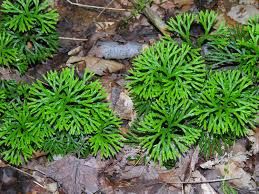 <p>Club Mosses Plant</p>
