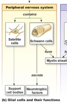 <p>Glial Cells</p>