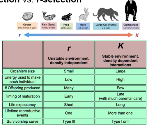 Choosing survival or reproduction. Choosing K (iteroparous) means less offspring but they are more well adapted to handle competition. Choosing r (semelparous) means having more offspring since there are enough resources to go around.