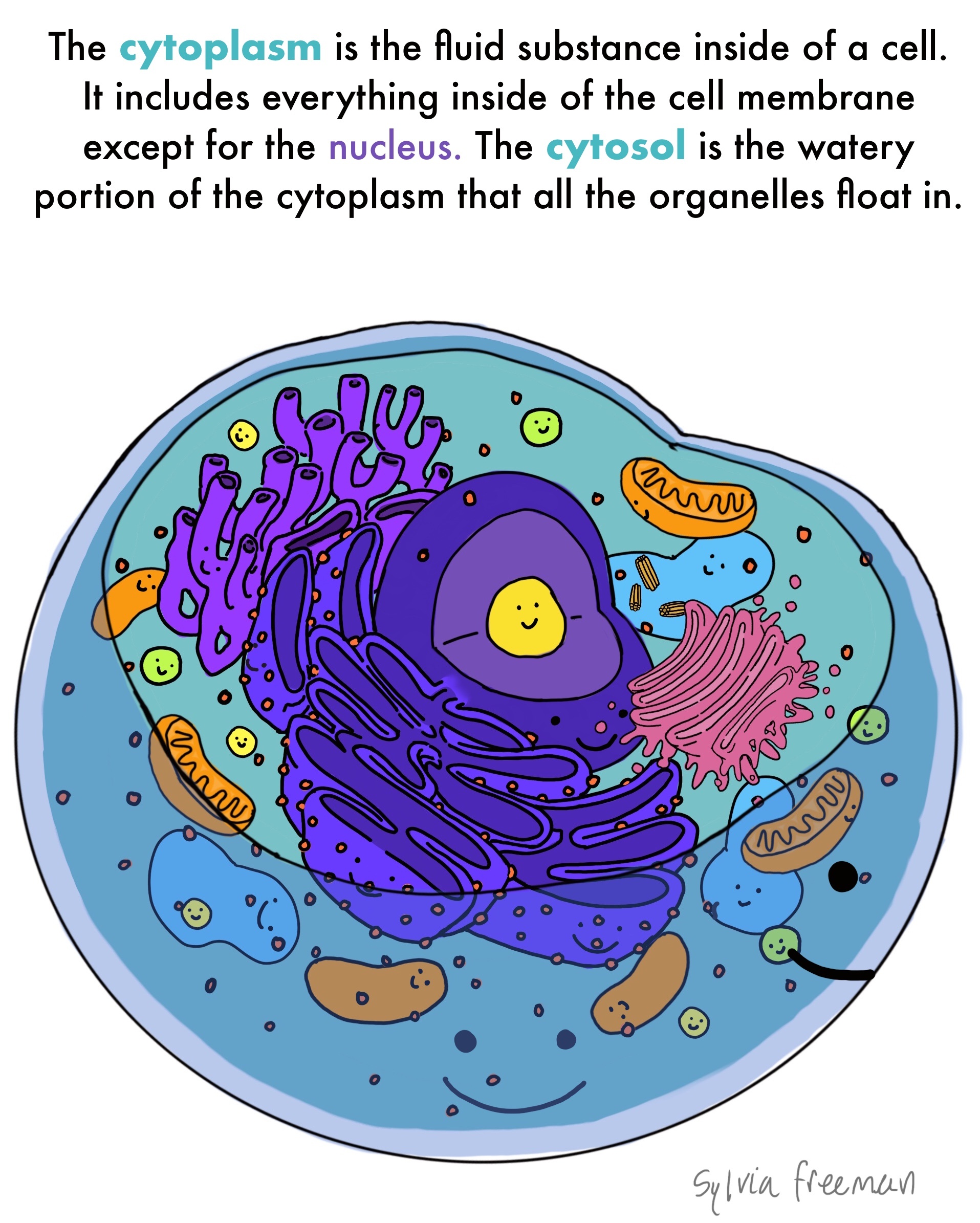 <p><strong>Cytoplasm</strong></p>