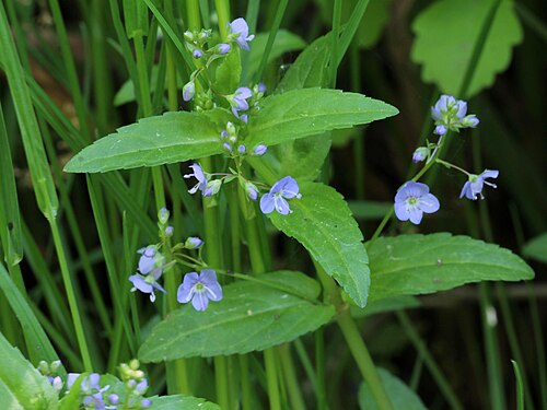 <ul><li><p>Opposite serrated leaves</p></li><li><p>Small blue flowers in summer</p></li><li><p>Thick creeping stems</p></li><li><p>Streamside/wetland plant</p></li><li><p>Ditches, creeks & wet soil</p></li></ul><p></p>