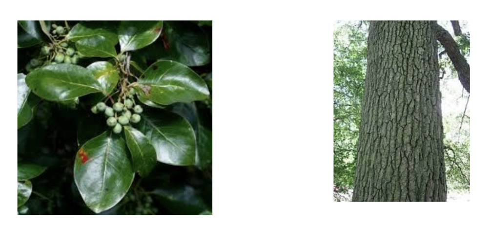 <p>Nyssa sylvatica</p>