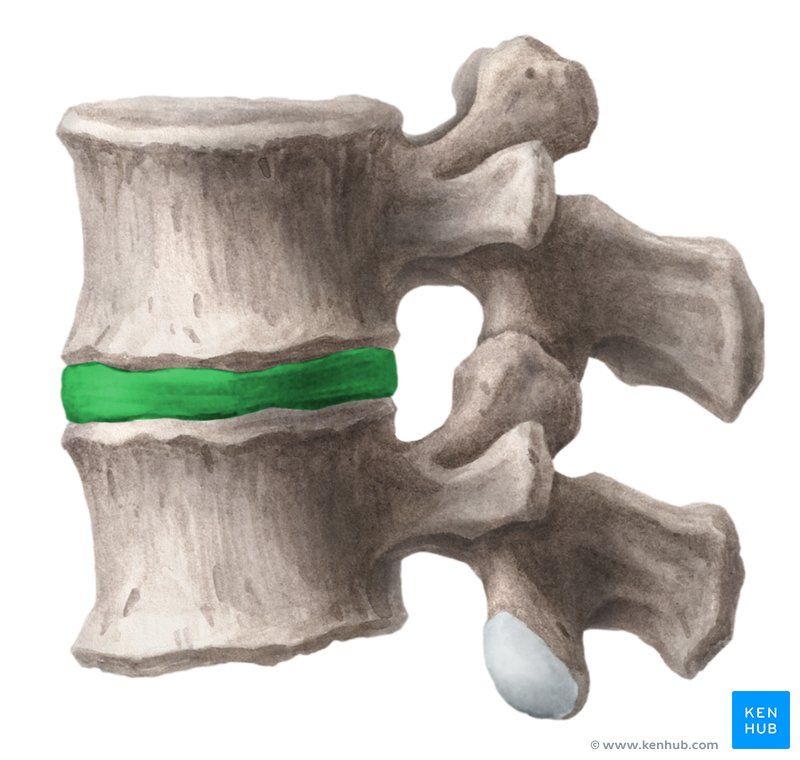 <p>Spinal column: Intervertebral discs</p>