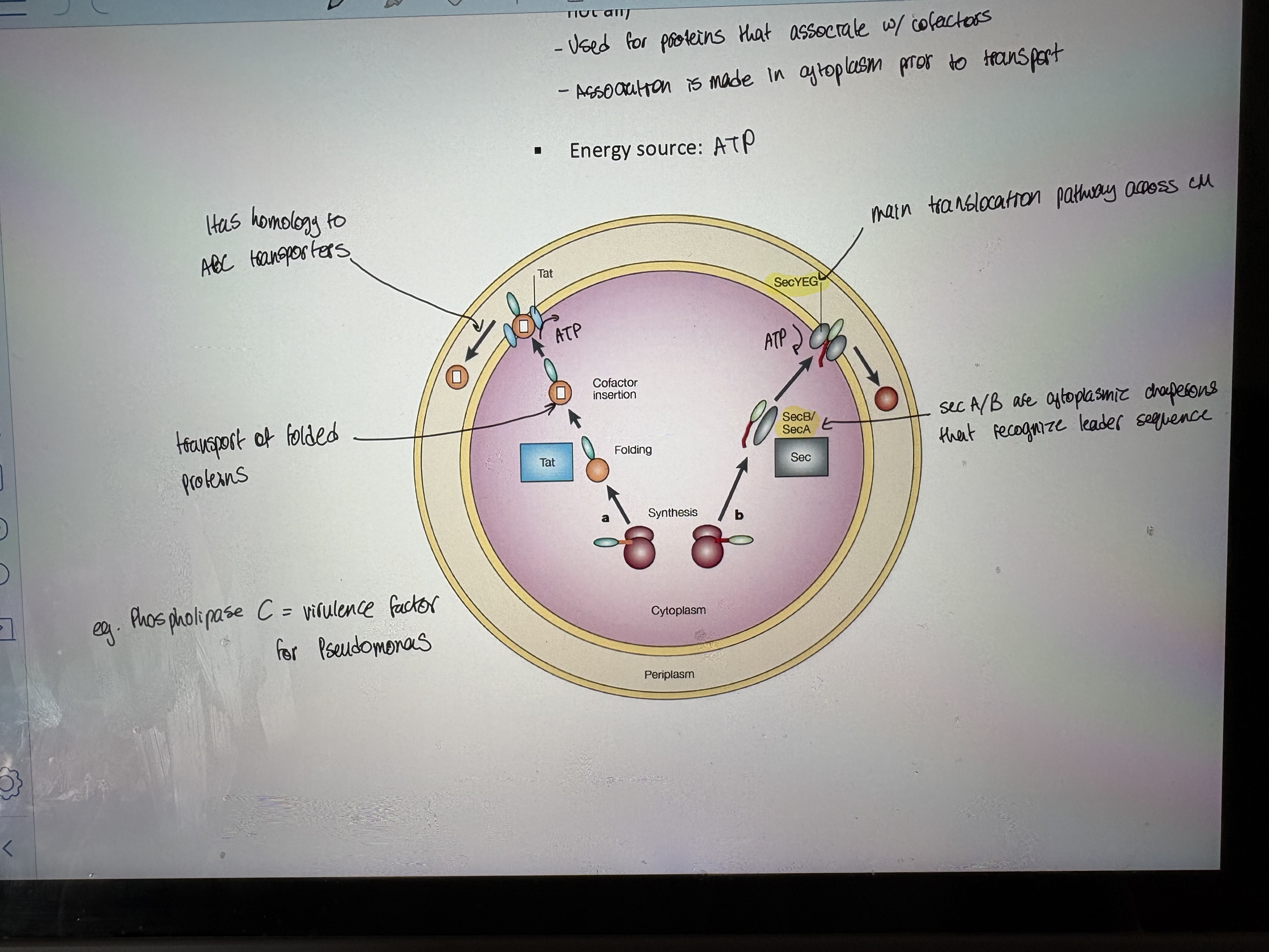 <p>Secretion systems </p>