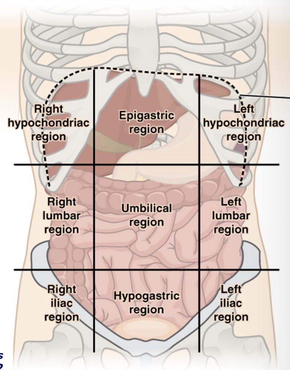 <p>Dešinioji pašonės sritis, regio hypochondriaca dextra</p>