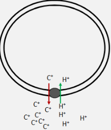 <p>This is showing</p>