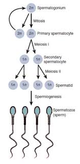 <ol><li><p>Cells Around The <strong>Outer Wall </strong>Of Tubules Called <strong>Spermatogenesis AKA Germ Cells </strong>(<strong>46 </strong>Chromosomes) Divided By <strong>Mitosis</strong></p></li></ol><ul><li><p>This Maintains Their Quantities</p></li></ul><ol start="2"><li><p>Some <strong>Spermatogenesis </strong>Grow Larger And Become <strong>Primary Spermatocytes</strong></p></li><li><p>These Divide By Meiosis 1 - <strong>Secondary Spermatocytes</strong></p></li><li><p>The 2 Secondary <strong>Spermatocytes </strong>Divide To Create <strong>4 Spermatids</strong> - Immature Sperm With Partial Flagella </p></li></ol><ul><li><p><strong>Spermatozoa - </strong>Mature Sperm</p></li></ul><p><strong>Sertoli Cell - </strong>Nourish Developing Cells Through This Process</p><p></p>