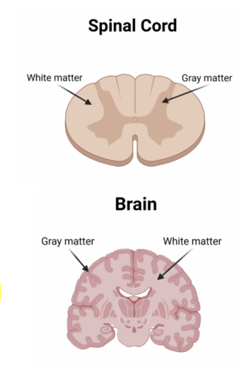 <ul><li><p><span style="background-color: transparent;">Cerebral cortex and deep clusters within brain&nbsp;</span></p></li><li><p><span style="background-color: transparent;">Inner layer of spinal cord&nbsp;</span></p></li><li><p><span style="background-color: transparent;">Interneurons and cell bodies of sensory and motor neurons</span></p></li><li><p><span style="background-color: transparent;">Processes and interprets info&nbsp;</span></p></li></ul><p></p>