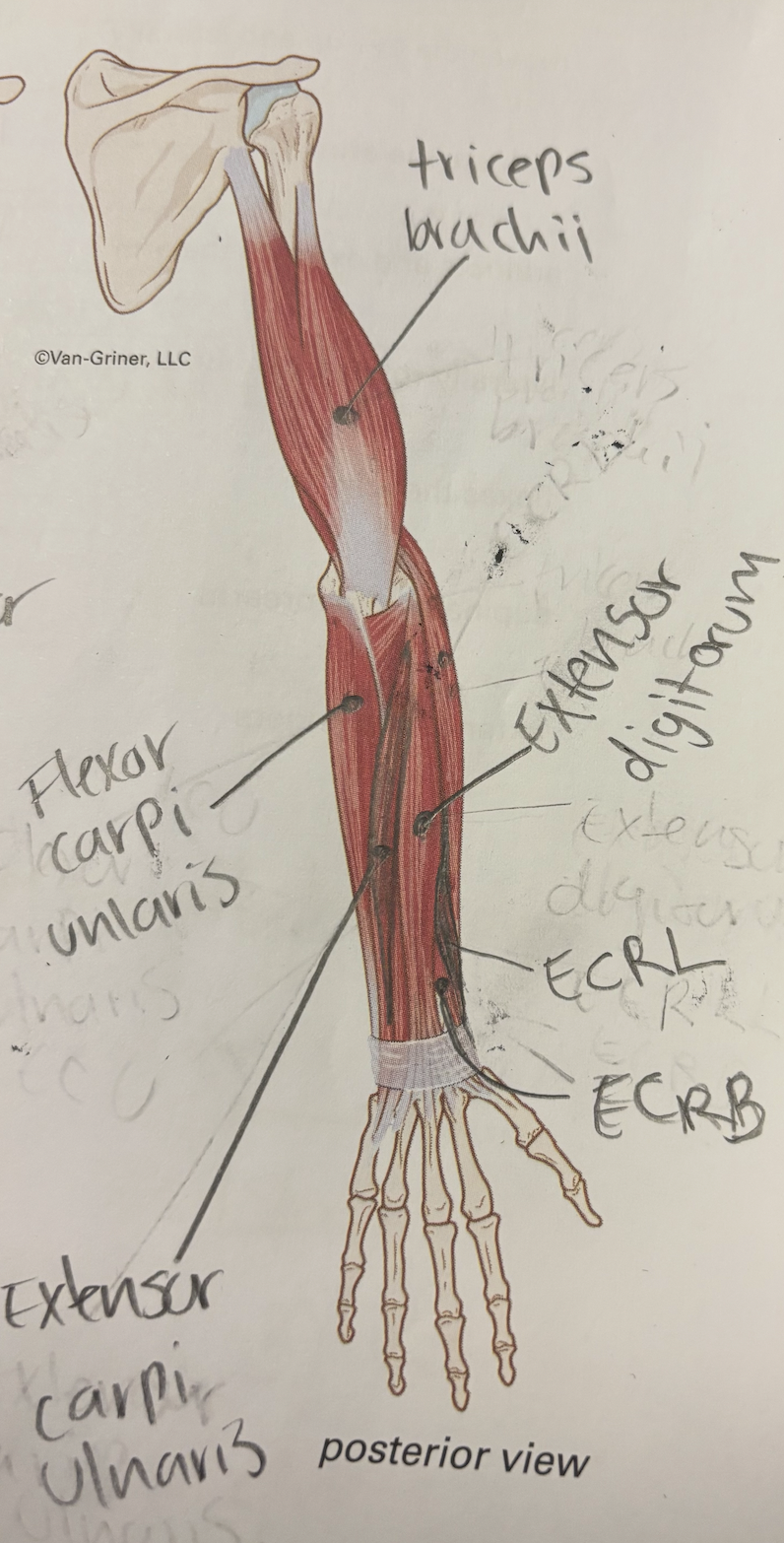 <p>extensor carpi ulnaris</p>