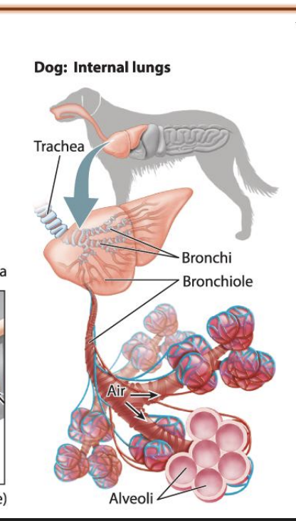 <ul><li><p><span style="background-color: inherit; line-height: 19.55px; color: windowtext;">Vertebrates: lung system</span><span style="line-height: 19.55px; color: windowtext;">&nbsp;</span></p></li><li><p><span style="background-color: inherit; line-height: 19.55px; color: windowtext;">Starts with trachea -> divides into bronchi -> bronchiole -> alveoli sac</span><span style="line-height: 19.55px; color: windowtext;">&nbsp;</span></p><ul><li><p class="Paragraph SCXO99608098 BCX0" style="text-align: left;"><span style="background-color: inherit; line-height: 19.55px; color: windowtext;">Separate into alveoli (single layer structure that allows interface for gas exchange)</span><span style="line-height: 19.55px; color: windowtext;">&nbsp;</span></p><ul><li><p class="Paragraph SCXO99608098 BCX0" style="text-align: left;"><span style="background-color: inherit; line-height: 19.55px; color: windowtext;">Contain air breathed in&nbsp;</span><span style="line-height: 19.55px; color: windowtext;">&nbsp;</span></p></li><li><p class="Paragraph SCXO99608098 BCX0" style="text-align: left;"><span style="background-color: inherit; line-height: 19.55px; color: windowtext;">Single layer epithelial layer is where gas exchange takes place</span><span style="line-height: 19.55px; color: windowtext;">&nbsp;</span></p></li></ul></li></ul></li></ul><p></p>