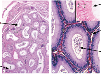 <p>What overall structure is this?</p>