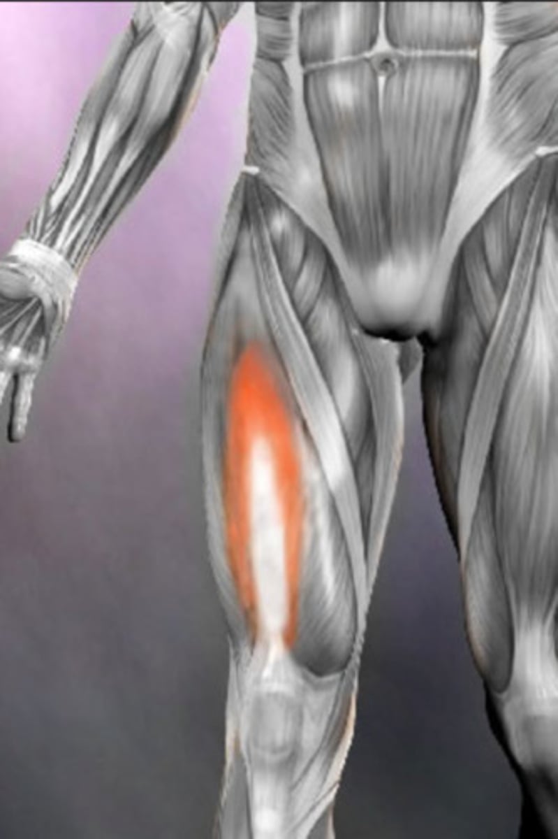 <p>Part of the quadriceps group</p><p>Action - extends leg at the knee; part of the quadriceps group (deep to rectus femoris)</p>