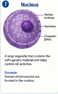 <p>A large organelle that contains the cell's genetic material and helps control cell activities. </p>