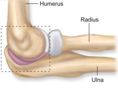 <p>Movement in one plane only, eg. knee, elbow</p>