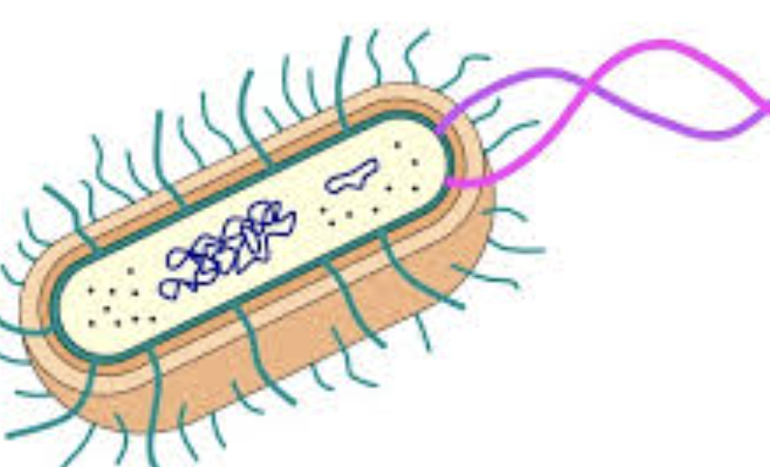 <p>Is this a eukaryotic or a prokaryotic cell?</p>