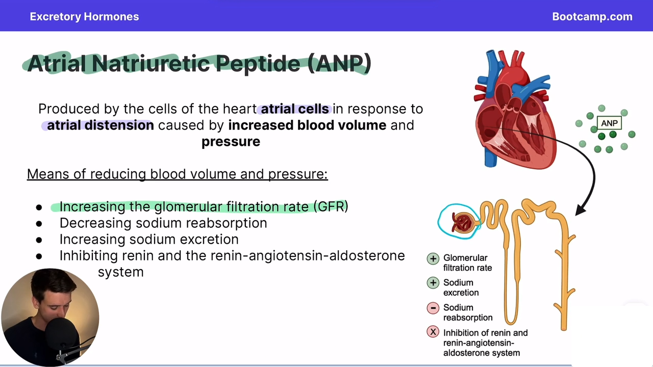 <p>responds to atrial distension brought on by increased BP and volume</p>