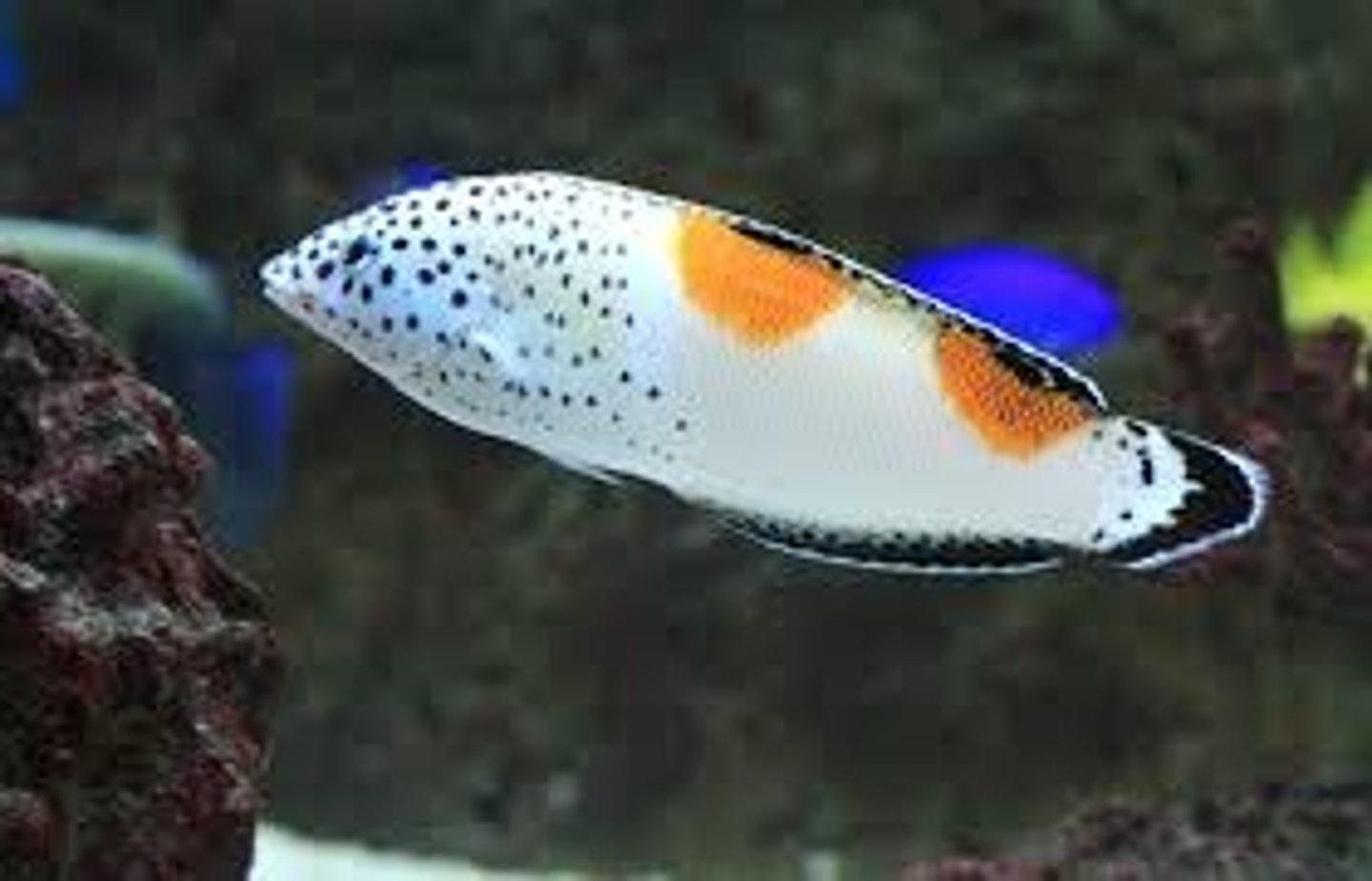 <p>Coris aygula</p>