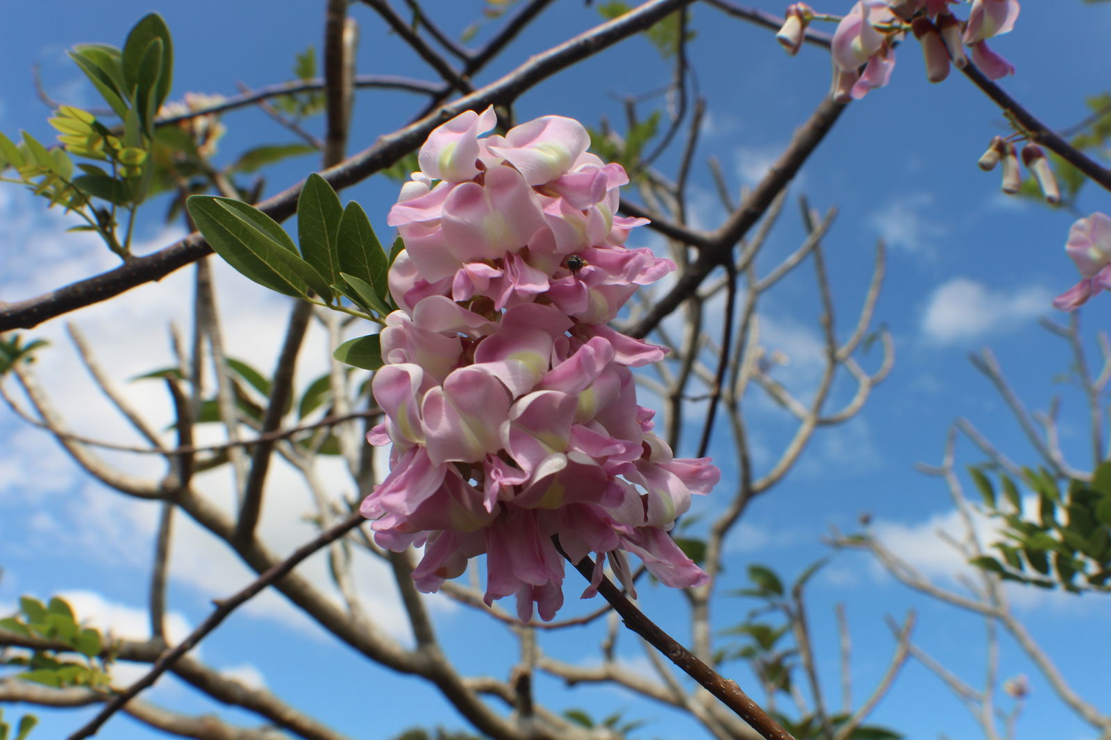 <p><strong>Common Name</strong>: <span style="background-color: transparent; font-family: "Helvetica Neue", sans-serif;">Madre de Cacao, kakawate</span></p><p><strong>Parts Used</strong>: <span style="background-color: transparent; font-family: "Helvetica Neue", sans-serif;">Leaves, flowers, roots</span></p><p><strong>Use/s</strong>: <strong><u>Dermatological issues</u></strong>; larvicidal, antimicrobial, antibacterial, anti-inflammatory, inhibitory, mosquito repellent, wound dressing, fumigant, antifungal</p><p><strong>Major Metabolites</strong>: Flavanols, polyphenolic compounds, essential oils, terpenoids, coumarins</p>