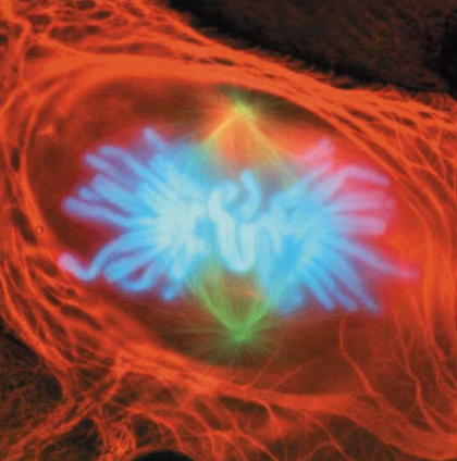 <p>Chromosomes complete migration to middle of cell</p>