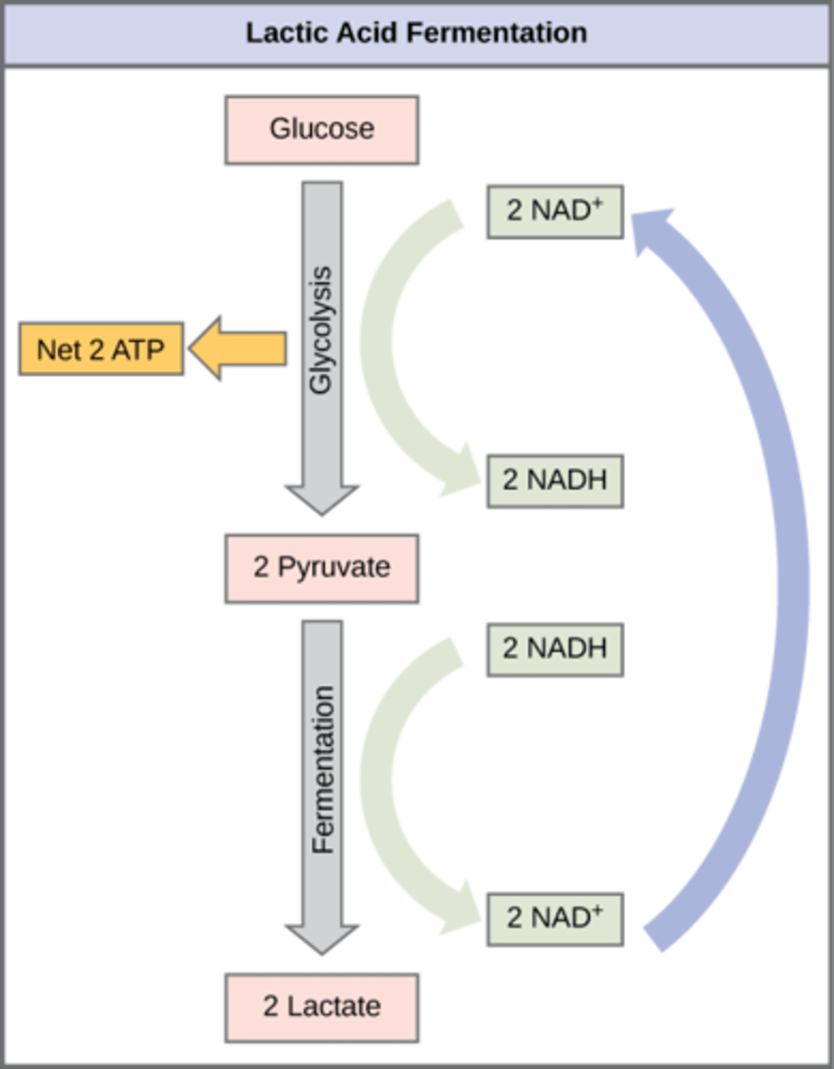 <p>NAD+</p><p>(Note: required for the</p><p>continuation of glycolysis)</p>