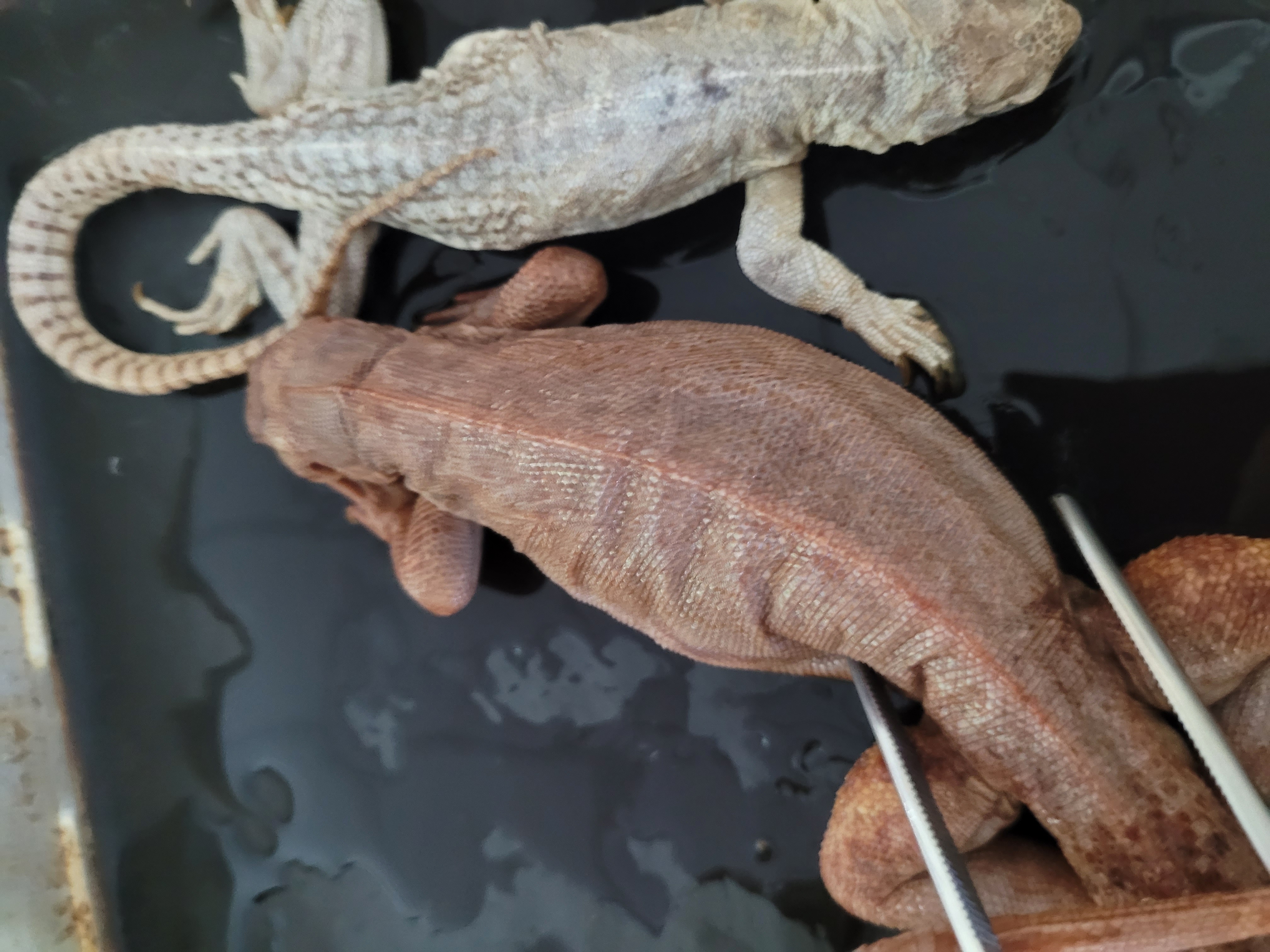 <p>What species is this</p>