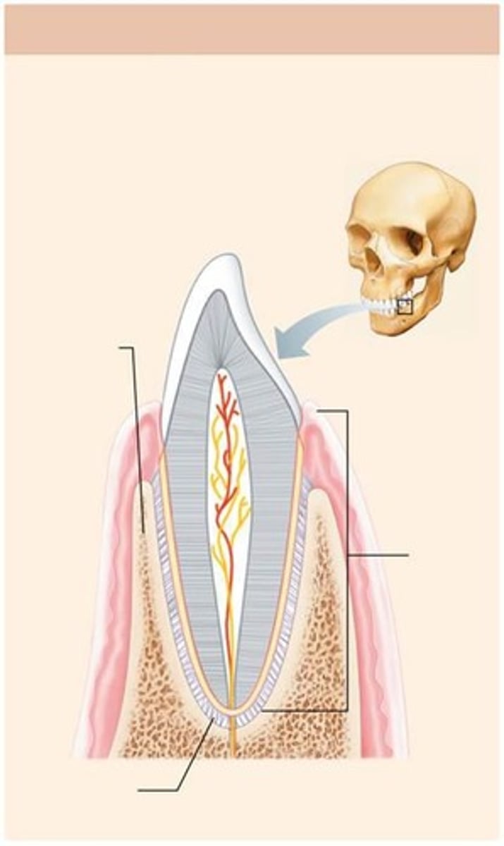 <p>A peg-in-socket joint, such as the teeth in alveolar sockets</p>
