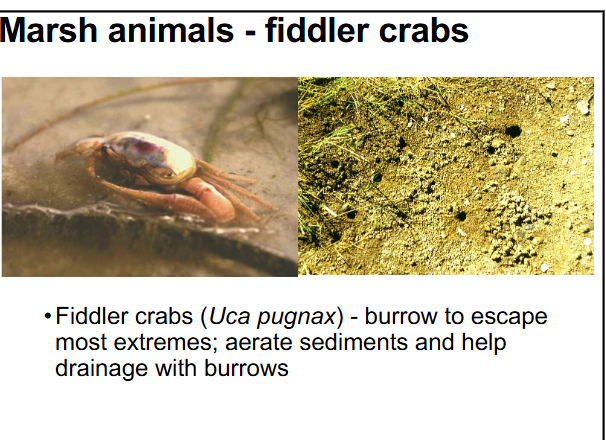 <p>what are some adaptations for marsh animals?</p>