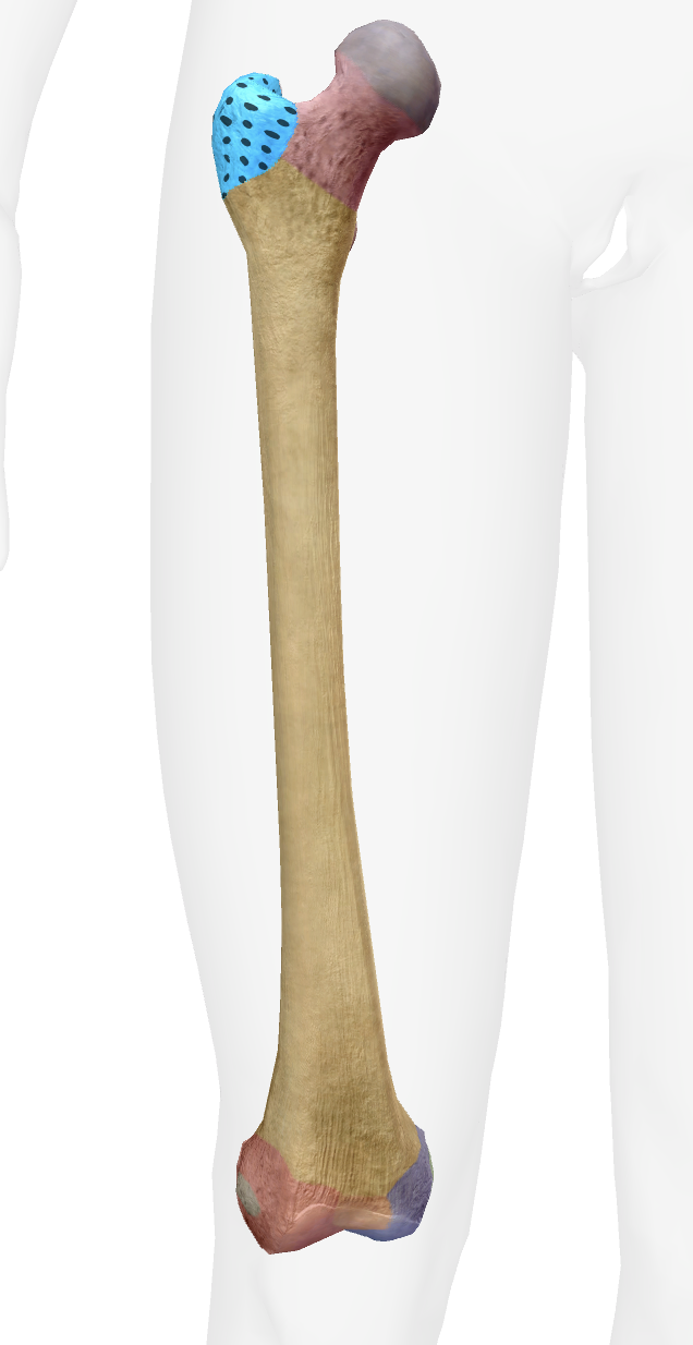 <p>What is this part of the femur </p>