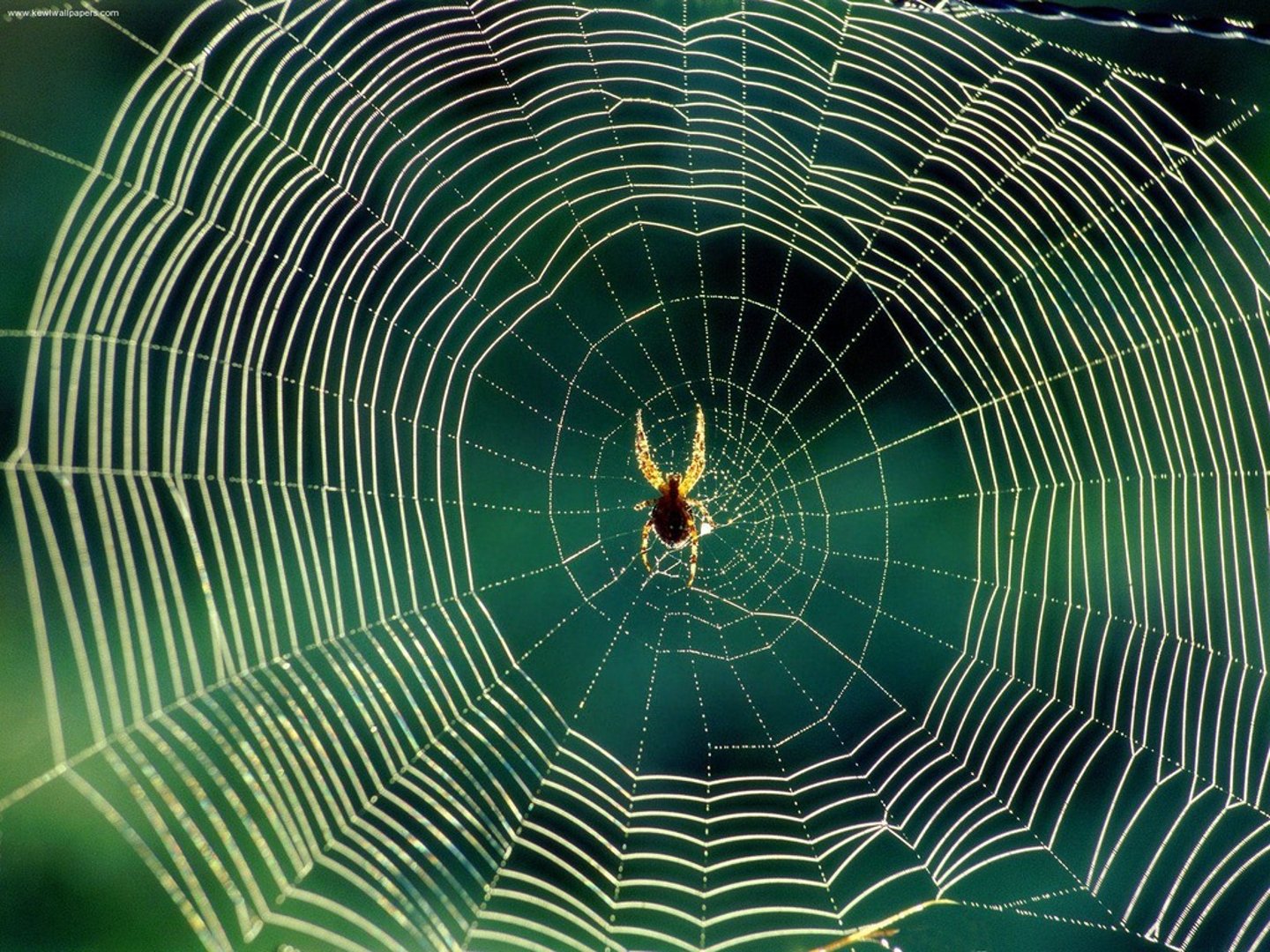 <p>вращать</p>