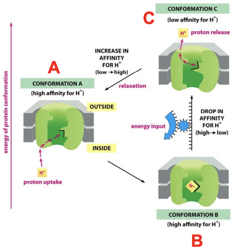 <p>Proteins, like NADH dehydrogenase or cytochrome oxidase, are driven through a cycle of 3 conformations (A, B, C)</p><p></p><p>A and B have a high affinity for H+, so it picks H+ up</p><p>C has low affinity for H+, so it releases H+</p><p></p><p>The transition from B to C is energetically unfavorable and needs to be coupled to a favorable reaction (aka electron transport)</p>