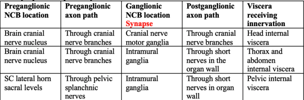 <ul><li><p>cranial nerves and pelvic nerves provide _______ innervation to internal organs </p></li><li><p><strong>Organs from HEAD to LOWER ABDOMINAL - preganglionic neuron is in the BRAIN and synapse on either the CRANIAL NERVE MOTOR GANGLIA or <u>INTRAMURAL GANGLIA IN THE ORGAN WALLS</u></strong></p></li><li><p><em>Internal organs in the PELVIS preganglionic neuron is located on LATERAL HORN of the SC at Sacral Levels </em></p><ul><li><p><em>preganglionic axon travels through PELVIC SPLANCHNIC NERVES to reach the intramural ganglia in organ walls where it synapses on the ganglionic neurons </em></p></li></ul></li></ul><p></p>