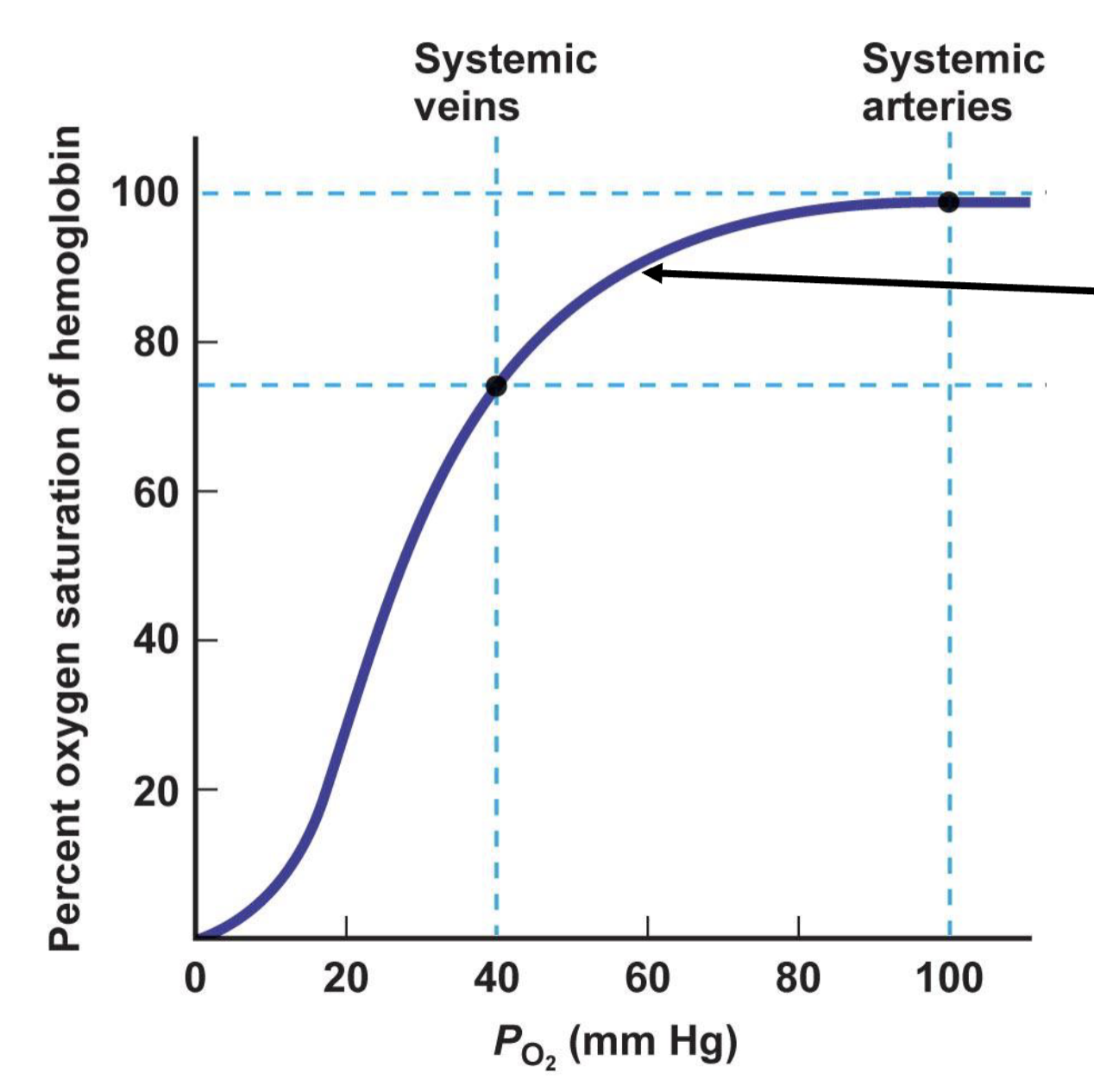 <ul><li><p>when the P<sub>O2</sub> is less than 60, it stimulates an increase in ventilation</p></li><li><p>this is important because it is right before the large drop in hemoglobin saturation at lower P<sub>O2</sub></p></li><li><p>this is when the peripheral chemoreceptors kick in</p></li></ul><p></p>