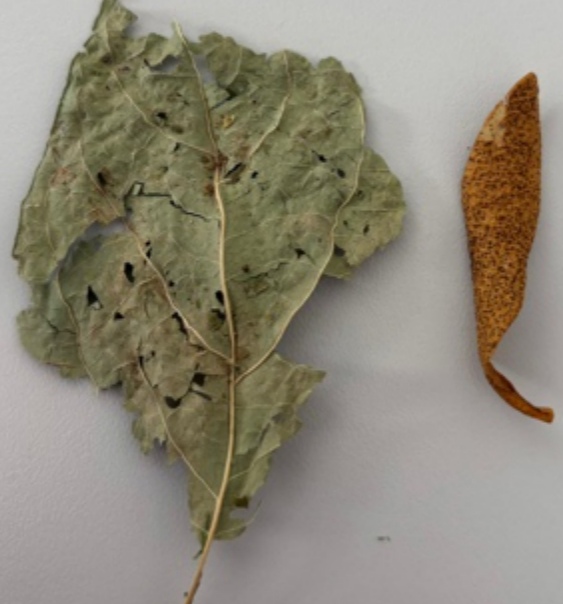 <p>Uromyces pisi-sativi - grahova rja (rod Uromyces) </p>
