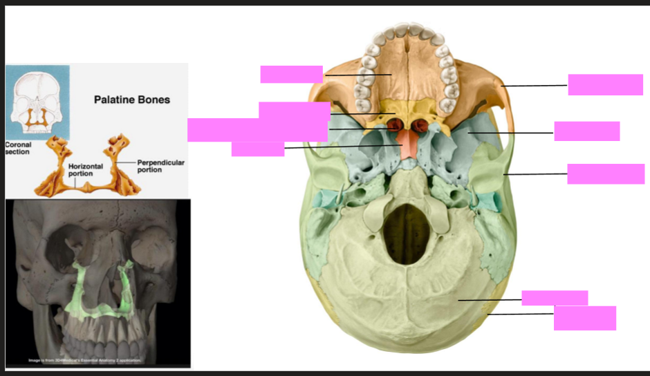 <p>Label the skull </p>