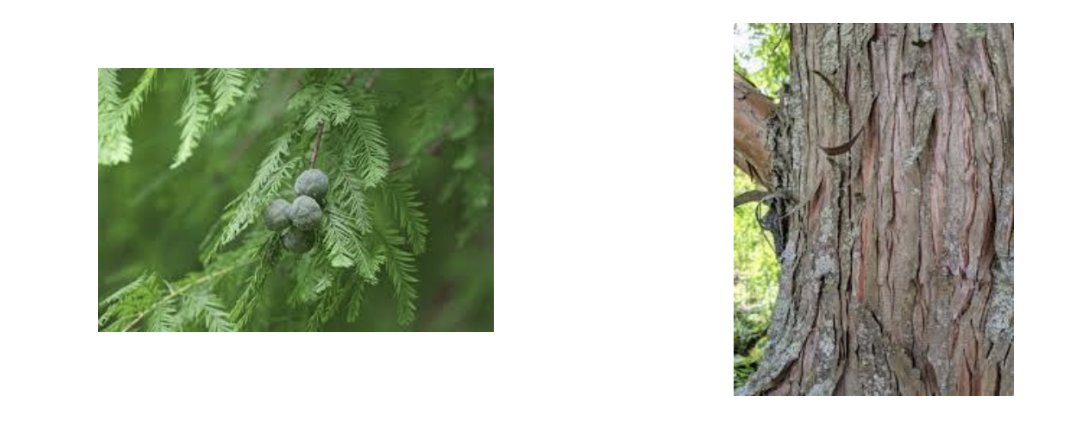 <p>Taxodium distichum</p>