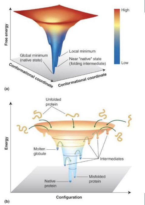 <p>The Thermodynamics of Protein Folding</p><ul><li><p>describe: unfolded state, folded state, folding funnel and Net ΔG (what does it allow)</p></li><li><p>high or low entropy, shape?</p></li></ul><p></p>