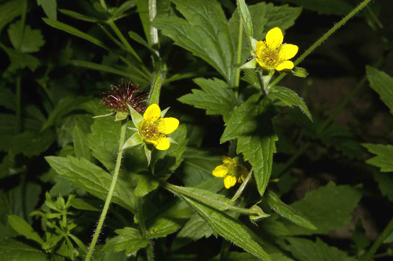 <p>Nejlikrot   (Rosaceae)</p>