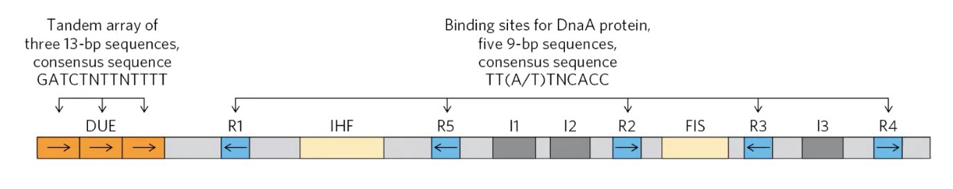 <p>Replication occurs once per cycle of division, with <strong>initiation</strong> being the most regulated step (bc DNA replication is energy-intensive)</p><p>Replication begins at the <strong>origin of replication “<em>oriC</em>”</strong>, a unique 245bp sequence</p><p><strong>DNA unwinding element (DUE)</strong> is an<strong> AT-rich </strong>segment where separation occurs</p><p>Note:</p><p>R1-5 and I1-3 are binding sites for the <strong>DnaA</strong> protein</p><p>IHF and FIS are binding sites for replication initiation factors</p>