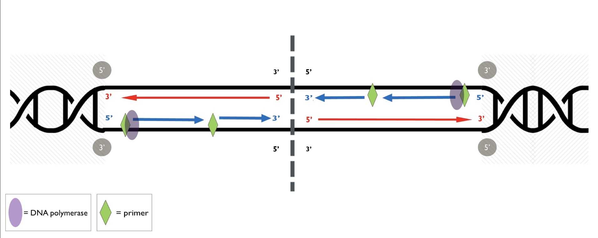 <p>DNA polymerase III (or δ ) synthesizes the lagging strand, As DNA unzips futher, more blank are added and the blank strand can continute to be made</p>