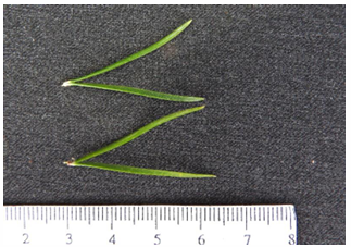 <p>family- Pinaceae         Pinus banksiana </p>