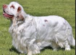 <p>welk type hond is dit</p>