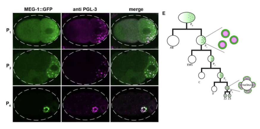 <p>Factors selectively excluded into different cell types. Two germ lines and all future generations. As the cells divide, sequesters factors → maintain population of stem cells for the next generation.</p>