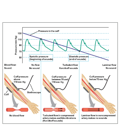 <p>How is arterial blood pressure measured?<br></p>