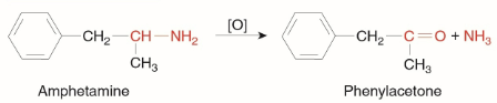 <p>What happens during oxidative deamination (CYP) ?</p>