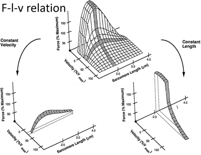 <p>Higher stimulation frequency produces greater muscle force.</p><p>Reason:</p><ul><li><p>Calcium remains elevated</p></li><li><p>More cross-bridge formation occurs</p></li></ul><p>Very high frequency can produce tetanic contraction (maximum force).</p>